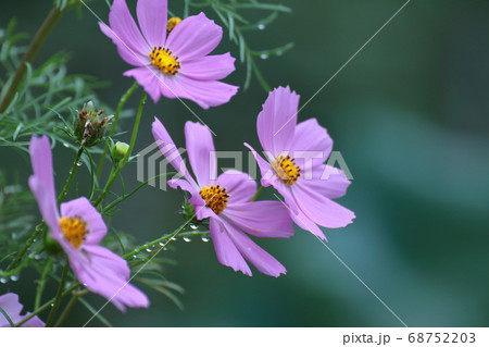 秋風に揺れて咲く 68752203