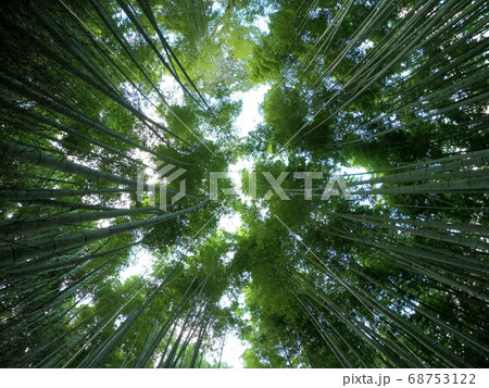 竹林の小径　嵐山　京都府 68753122