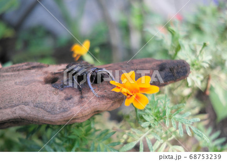 オレンジの花とノコギリクワガタ オレンジの花とノコギリクワガタ 68753239