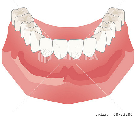 歯並び　下あごの模型 68753280