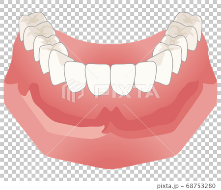 歯並び　下あごの模型 68753280