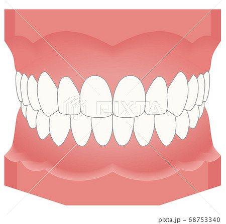 歯並び 歯の模型のイラスト素材