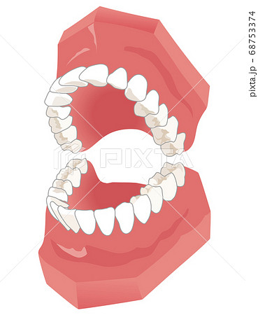 歯並び 歯の模型のイラスト素材