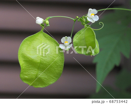 フウセンカズラの花と実の写真素材