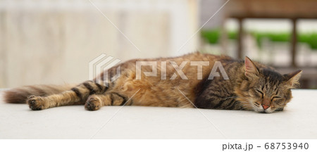 猫のお昼寝 68753940