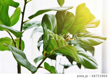 Artificial plant, Closed up of Fiddle leaf fig tree and monstera planted in black pot Artificial plant, Closed up of Fiddle leaf fig tree and monstera planted in black pot 68753969