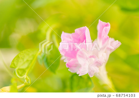 夏のアサガオ 68754103