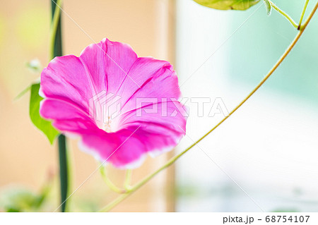 夏のアサガオ 68754107