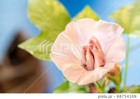 夏のアサガオ 68754109