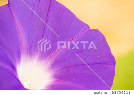夏のアサガオ 夏のアサガオ 68754113