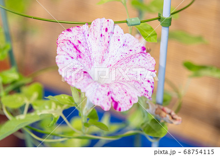 夏のアサガオ 夏のアサガオ 68754115