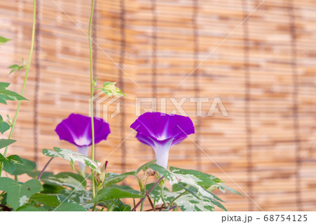 夏のアサガオ 68754125