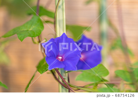 夏のアサガオ 68754126