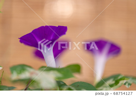 夏のアサガオ 68754127