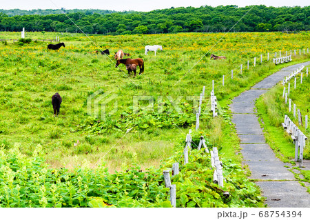 北海道厚岸町 原生花園あやめヶ原 北海道厚岸町 原生花園あやめヶ原 68754394