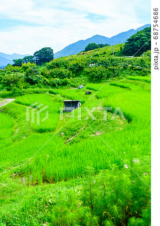 姨捨の棚田（夏） 68754686