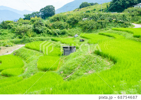 姨捨の棚田(夏) 姨捨の棚田(夏) 68754687