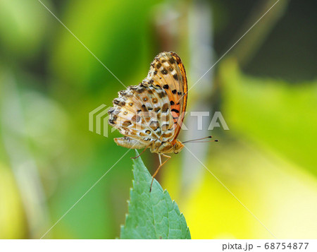 スレが目立つベテランのツマグロヒョウモンの雄 68754877