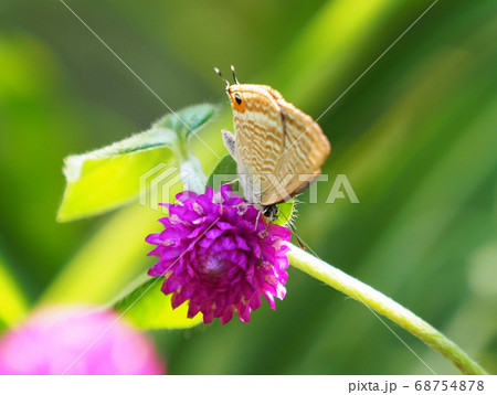 センニチコウの花にとまるウラナミシジミ 68754878
