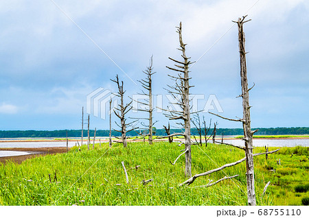 北海道　野付半島のトドワラ 68755110