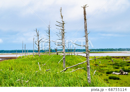 北海道　野付半島のトドワラ 68755114
