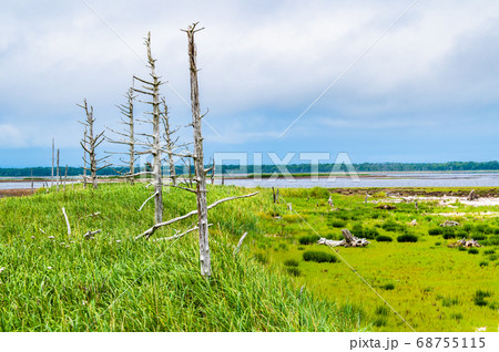 北海道 野付半島のトドワラ 北海道 野付半島のトドワラ 68755115
