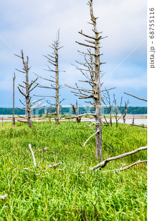 北海道　野付半島のトドワラ 68755116