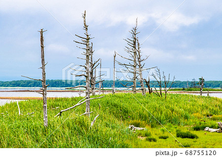 北海道　野付半島のトドワラ 68755120