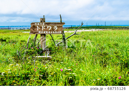 北海道　野付半島のトドワラ 68755126