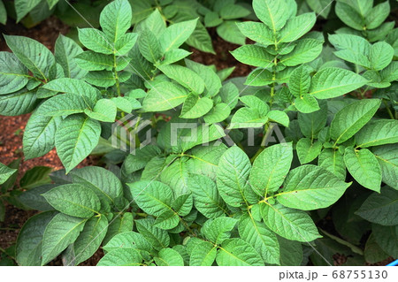 じゃがいもの葉 68755130