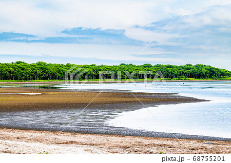 北海道 野付半島　夏のナラワラ 68755201