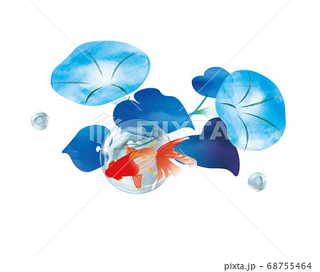 夏　涼しさ 68755464