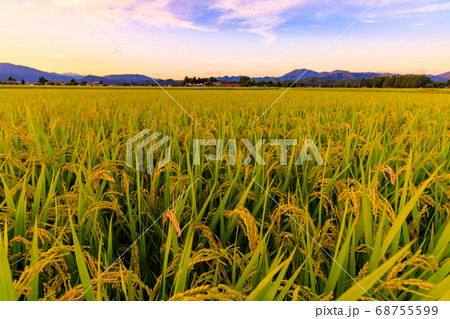 稲刈り前の田園風景 夕焼け空の写真素材 [68755599] - PIXTA