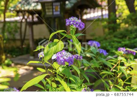 ヤマアジサイ　天使のえくぼ 68755744