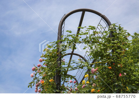 青空とバラのアーチ 68755770