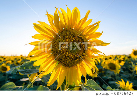 ripe sunflower with yellow leaves close up 68756427