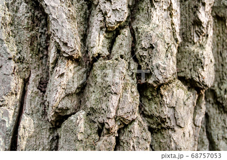 old tree trunk close up 68757053