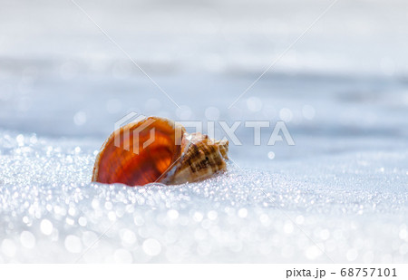 seashell closeup on the resort beach without people in Egypt 68757101