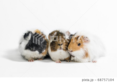 three motley guinea pigs on a white background 68757104