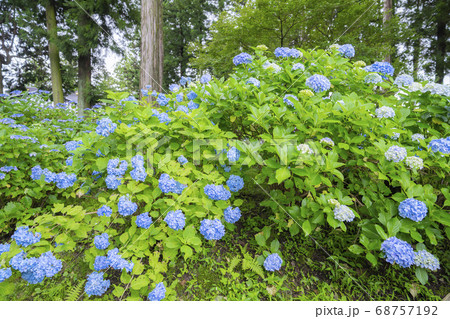 長野県伊那市 紫陽花寺のあじさいの写真素材