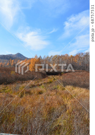 灌木･秋めいた草原（日光･戦場ヶ原／栃木県日光市） 68757531