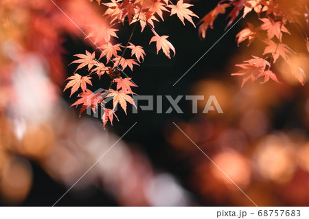 赤く色づいたもみじの紅葉 68757683