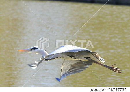アオサギ　 68757735