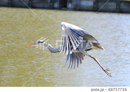 アオサギ アオサギ 68757736