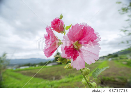 タチアオイの花 68757758