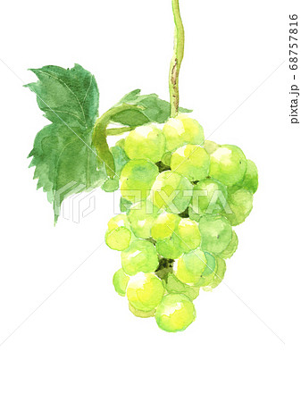 ブドウ葉付き 葡萄 瀬戸ジャイアンツ 白背景 水彩 のイラスト素材