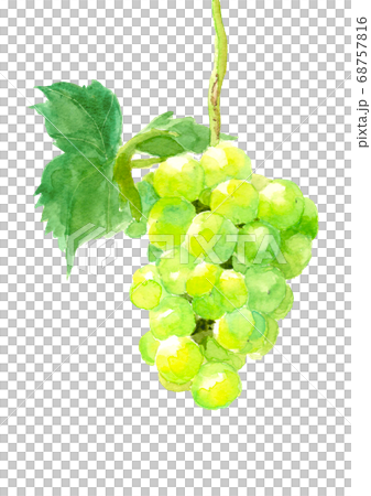 ブドウ葉付き 葡萄 瀬戸ジャイアンツ  白背景 【水彩】 68757816