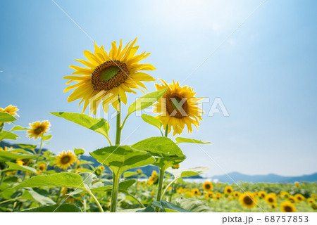 太陽と青空とひまわり 太陽と青空とひまわり 68757853