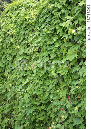 ニガウリ・ゴーヤ 68758201