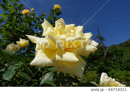 バラ　薔薇　ばら 68758321